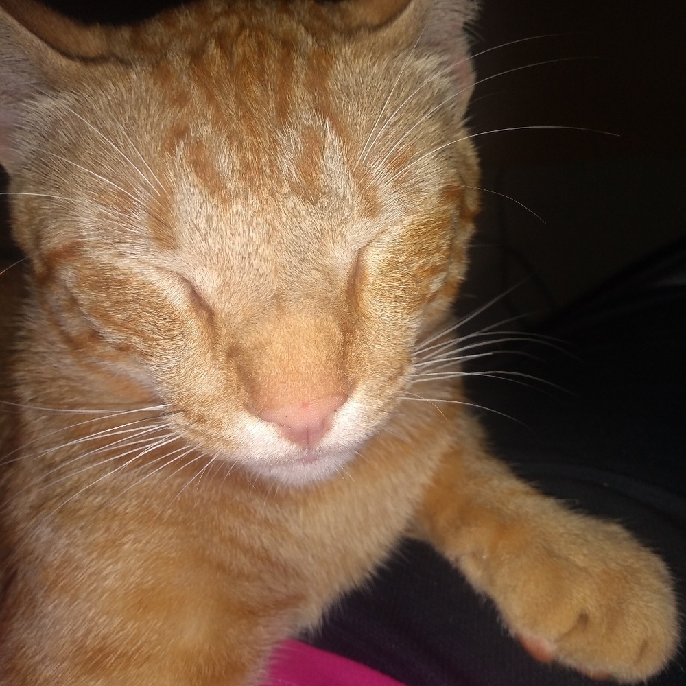 Meet your Posher, Coby